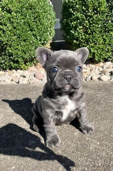 French bulldog puppies