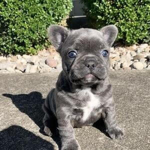 French bulldog puppies | PostAds PH