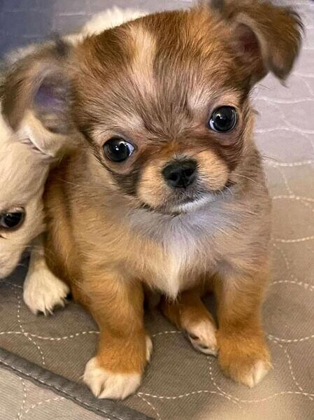 Charming Chihuahua Puppies for sale