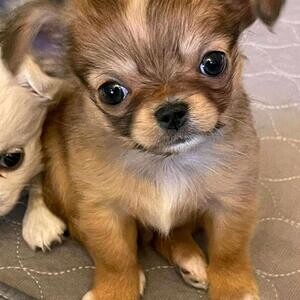 Charming Chihuahua Puppies for sale | PostAds PH