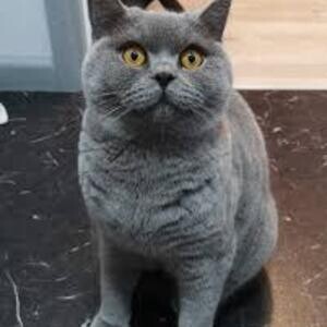 Blue British Shorthair Kittens Ready now | PostAds PH