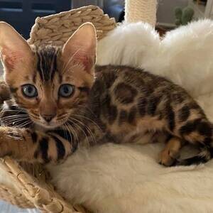 Bengal Cat - Bengal kittens. | PostAds PH