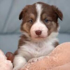 Border collie puppies | PostAds PH