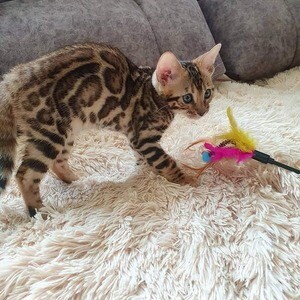 Cute and lovely Bengal kittens ready.Please contact us on Viber: +639660614145 | PostAds PH