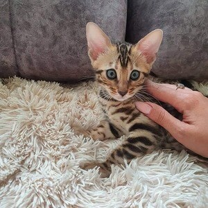 We offer quality Bengal kittens..Please contact us on Viber: +639660614145 | PostAds PH