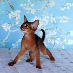Abyssinian Kittens Ready.Please contact us on Viber: +639660614145 | PostAds PH