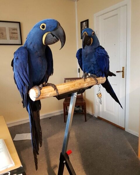 Blue Hyacinth Macaw birds