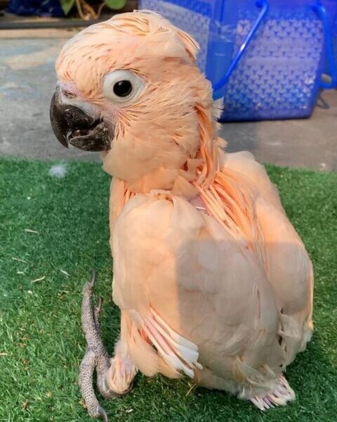 Moluccan Cockatoo Mango