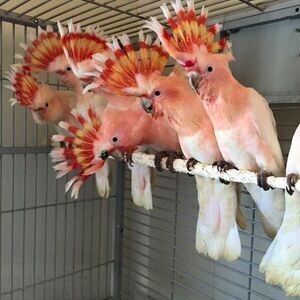 Major Mitchell cockatoo | PostAds PH