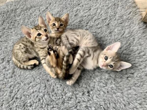 TICA Reg F3 Savannah Kittens