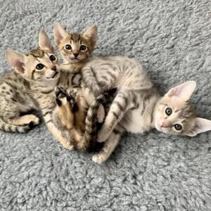 TICA Reg F3 Savannah Kittens | PostAds PH