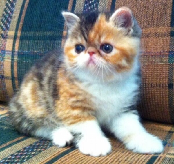 Beautiful Exotic kittens
