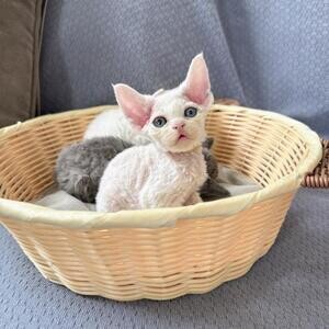 Devon rex kittens for sale | PostAds PH