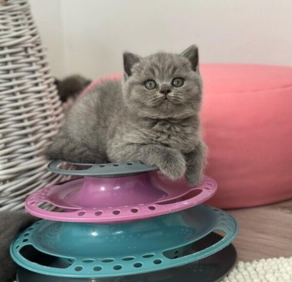 Gccf British Shorthair kittens