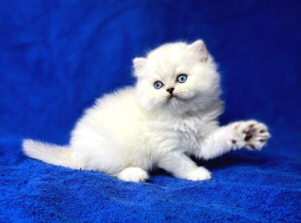 Beautiful British long hair kittens