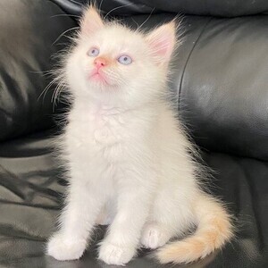 Birman kittens Ready | PostAds PH