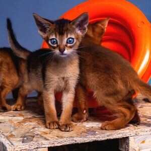 Tica Abyssinian Kittens | PostAds PH