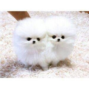 Pomeranian male and female for adoption | PostAds PH