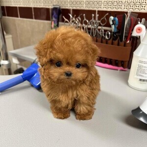 poodle puppy male and female available for sale | PostAds PH
