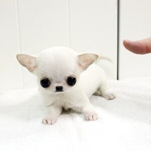 chihuahua puppy available for adoption male and female | PostAds PH