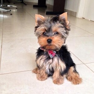 Yorkshire puppies available for adoption male and female | PostAds PH