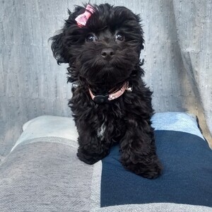 Black Yorkie puppies male and female available | PostAds PH