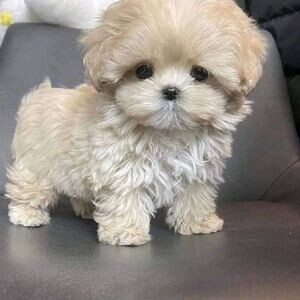 Maltese available for sale | PostAds PH