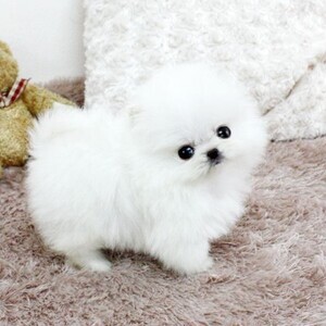 Pomeranian puppies available for adoption male and female | PostAds PH