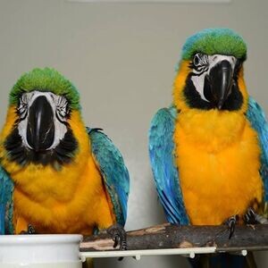 Hyacinth Macaws WhatsApp:+63-9455-189-371 Viber:+63-9455-189-371 | PostAds PH