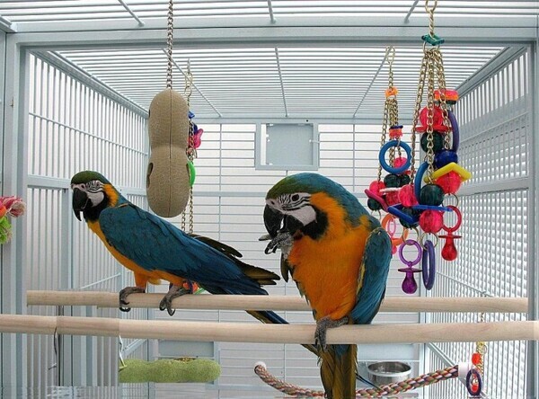 Awesome Pair Blue & Gold Macaw Parrots WhatsApp:+63-9455-189-371  Viber:+63-9455-189-371