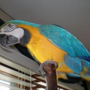 macaw for re-homing WhatsApp:+63-9455-189-371 Viber:+63-9455-189-371 | PostAds PH