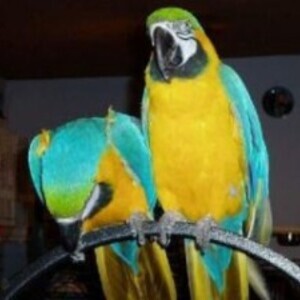 blue and gold Macaws parrot WhatsApp:+63-9455-189-371 Viber:+63-9455-189-371 | PostAds PH