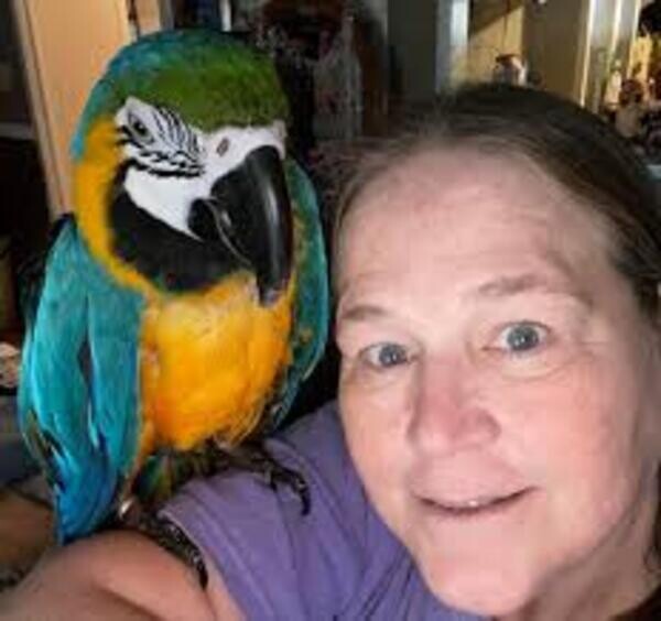 Hyacinth Macaw Parrot For Rehoming WhatsApp:+63-9455-189-371  Viber:+63-9455-189-371