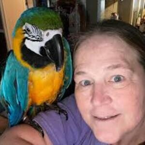 Hyacinth Macaw Parrot For Rehoming WhatsApp:+63-9455-189-371 Viber:+63-9455-189-371 | PostAds PH