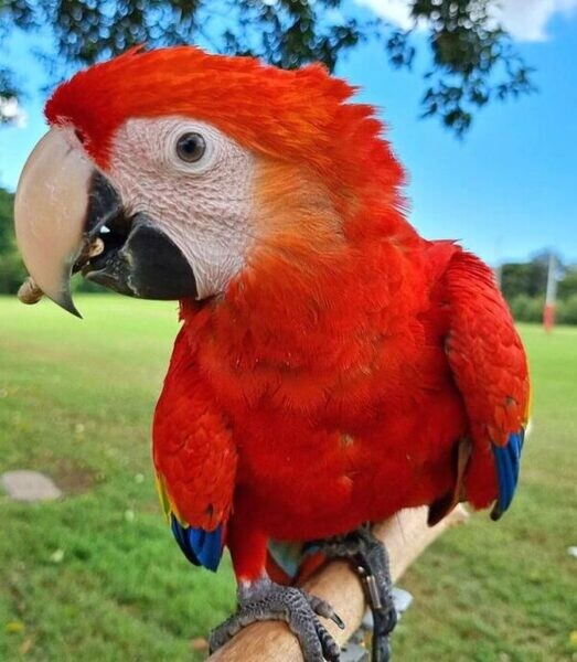 Scarlet Macaw Parrots