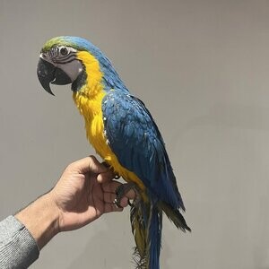 Blue & Gold Macaw parrots | PostAds PH