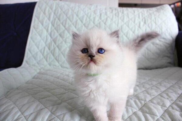Ragdoll Kittens