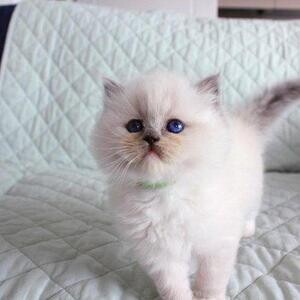 Ragdoll Kittens | PostAds PH