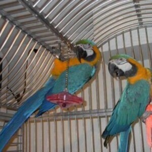 Adorable Blue And Gold Macaw Parrots WhatsApp:+63-9455-189-371 Viber:+63-9455-189-371 | PostAds PH
