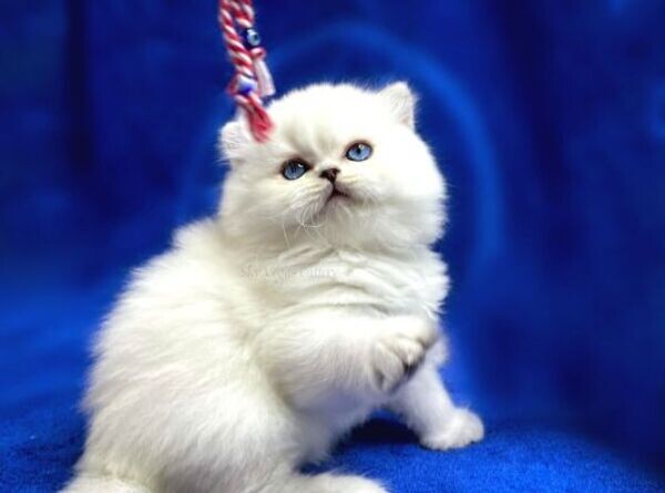 British long hair kittens