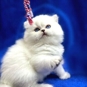 British long hair kittens | PostAds PH