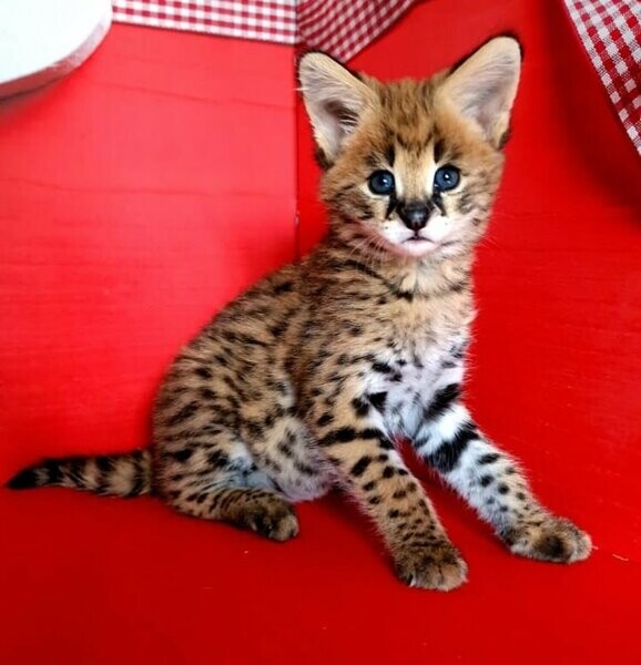 Savannah kittens