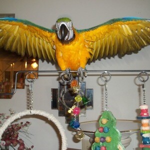 Macaws Parrots WhatsApp:+63-9455-189-371 Viber:+63-9455-189-371 | PostAds PH