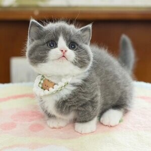 Munchkin Kitties | PostAds PH
