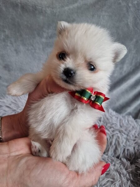 White Pomeranian