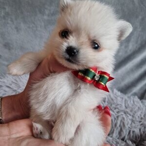 White Pomeranian | PostAds PH