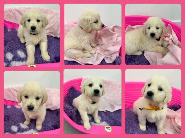 Golden Retriever puppies