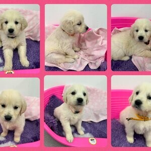 Golden Retriever puppies | PostAds PH