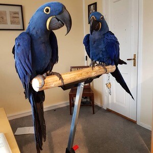 Thick Blue Hyacinth Macaw Parrots WhatsApp:+63-9455-189-371 Viber:+63-9455-189-371 | PostAds PH