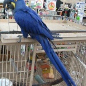 Bluee Hyacinth Macaw Parrots WhatsApp:+63-9455-189-371 Viber:+63-9455-189-371 | PostAds PH